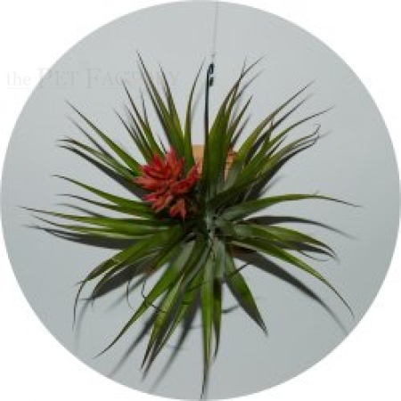 Tillandsia geminiflora