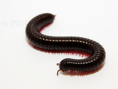 Thyropygus sp. 1