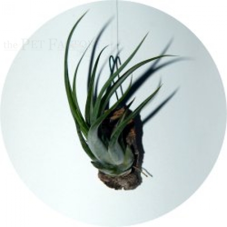 Tillandsia circinatoides