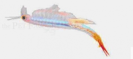 Streptocephalus siamensis