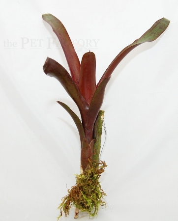 Neoregelia spec. Amazon