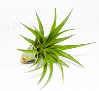 Tillandsia brachycaulos
