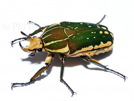 Mecynorrhina polyphemus confluens