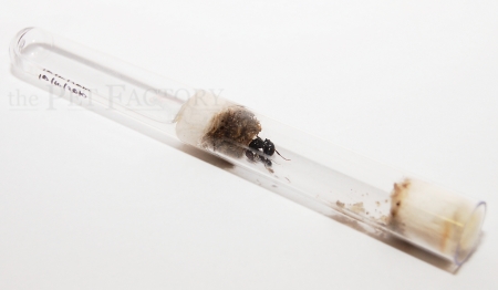 Messor barbarus