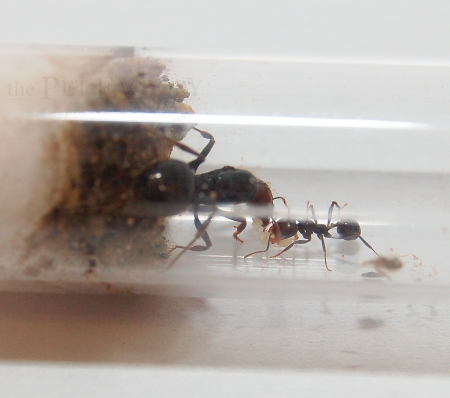 Messor barbarus