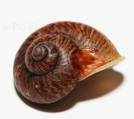 Gardensnail Hong Kong