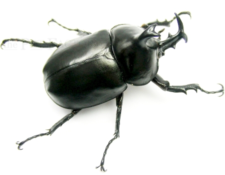 Xyloscaptes davidis