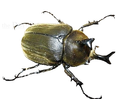 Megasoma anubis