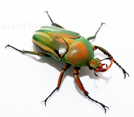 Eudicella schultzeorum