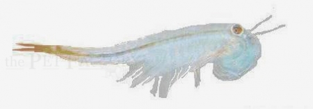 Streptocephalus sealii