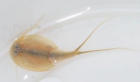 Triops longicaudatus - Thailand