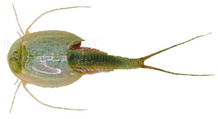 Triops australiensis Spec. Queensland