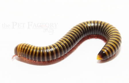 Anadenobolus spec. Guyana