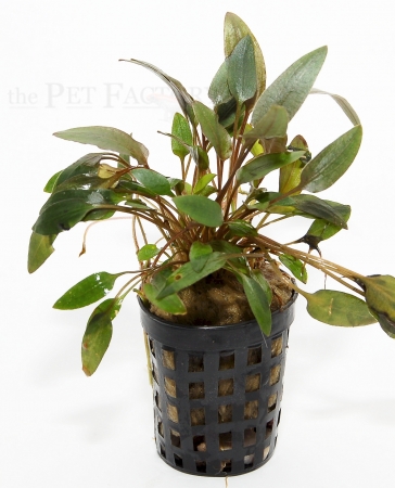 Cryptocoryne beckettii