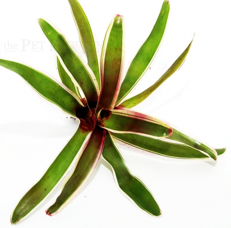 Vriesea var. FIREBALL panaschiert medium
