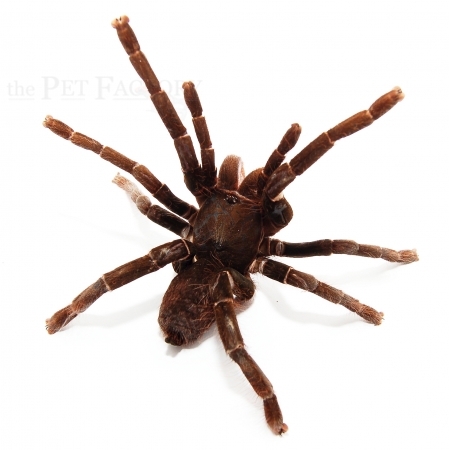 Hysterocrates gigas XL