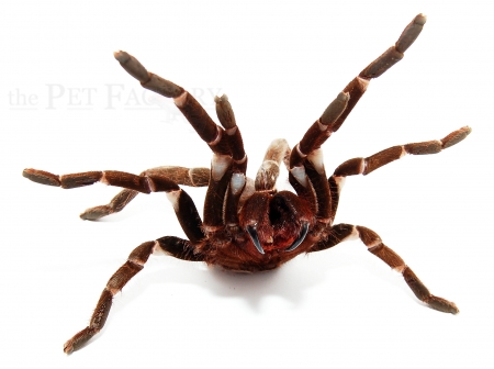 Hysterocrates gigas XL