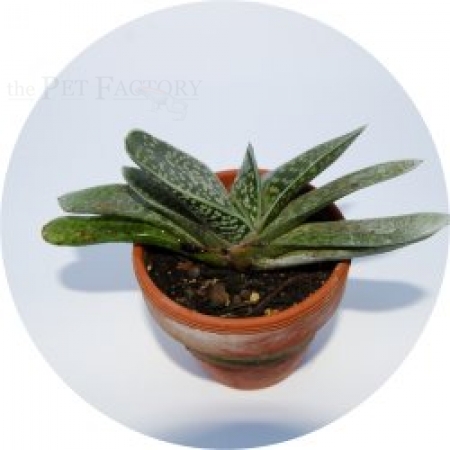 Gasteria batesiana