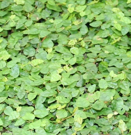 Ficus pumila Wildform