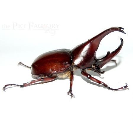 Xylotrupes gideon Larven