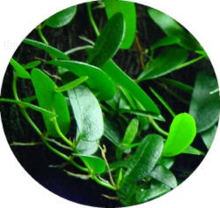 Ficus spec.