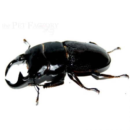 Dorcus parryi