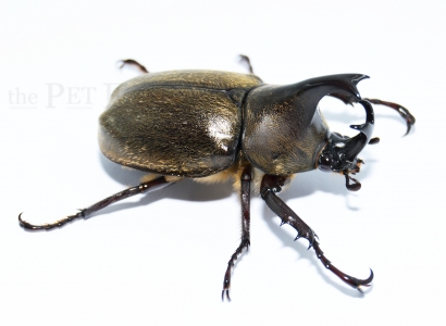 Xylotrupes pubescens