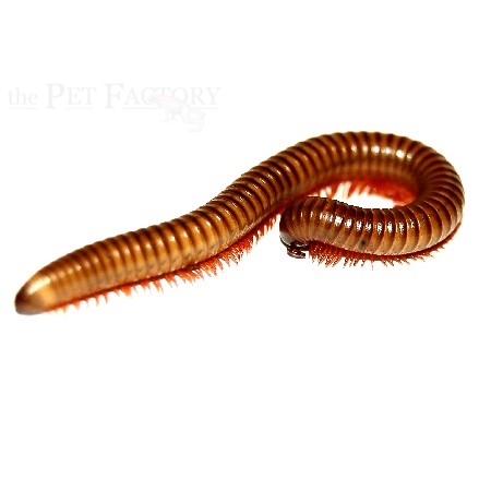 Spirostreptus gregorius