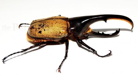 Dynastes hercules hercules