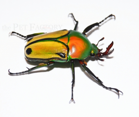 Eudicella colmanti