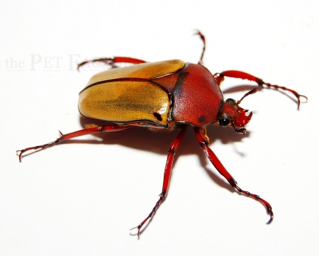 Eudicella tetraspilota