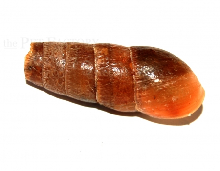 Rumina decollata