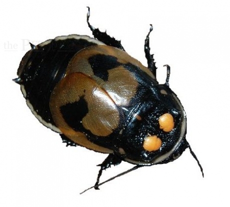 Lucihormetica verrucosa