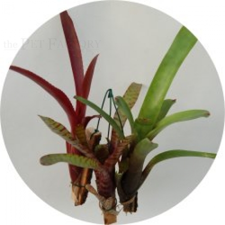 Bromelien 10er MIX