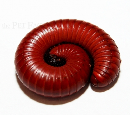 Millipede spec. 6