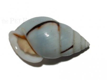 Amphidromus perversus niveus