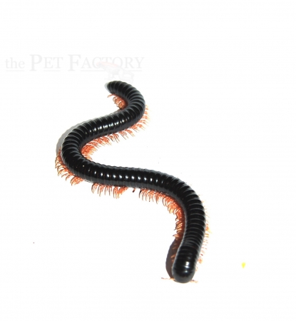 Dendrostreptus macracanthus