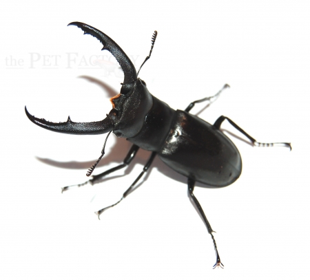 Hexarthrius mandibularis
