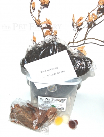 Beetle Breeding Set - Rosenk�fer