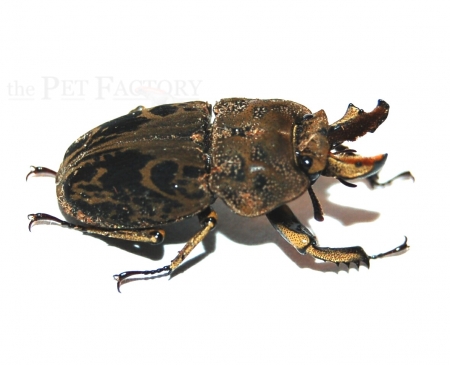 Rhyssonotus nebulosus Larve