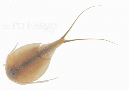 Triops longicaudatus