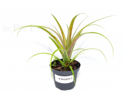 Tillandsia flabellata