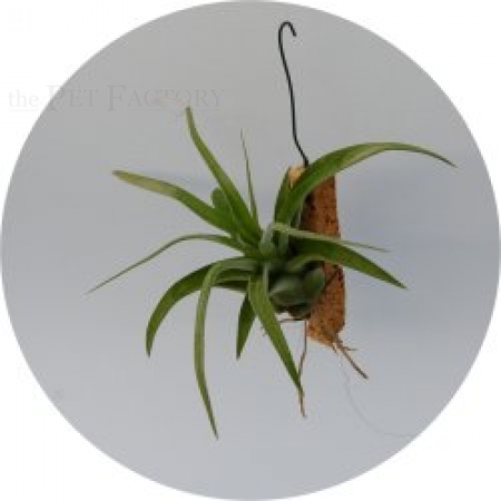 Tillandsia streptophyla