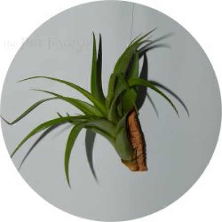 Tillandsia polystachia