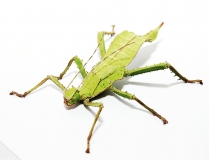 Heteropteryx dilatata