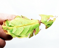 Phyllium giganteum - 5 Eier