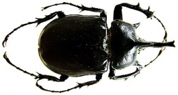 Megasoma pachecoi