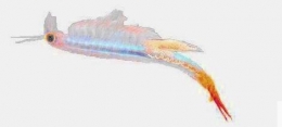 Streptocephalus siamensis