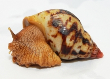 Achatina albopicta