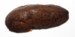 Laevicaulis sp.